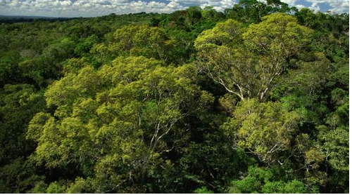 AMAZONIE, Terre de visions.(1)