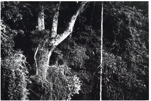 AMAZONIE TERRE DE VISIONS(3)Là  où « les yeux meurent pour que dansent les esprits »